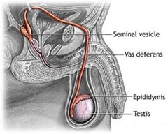 best urologist for vasectomy nyc Anatomy picture 01