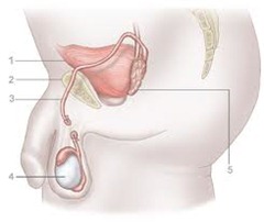 best urologist for vasectomy nyc Anatomy picture 03