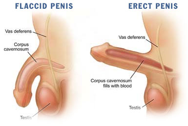 Is Low Testosterone the Likely Cause of Your Erectile Dysfunction