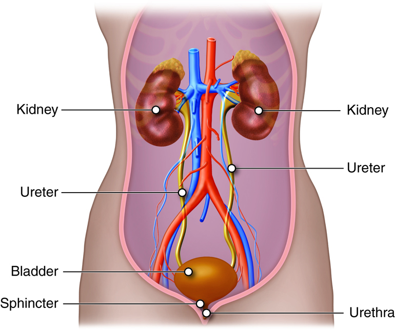 Importance of Regular Urological Check-Ups